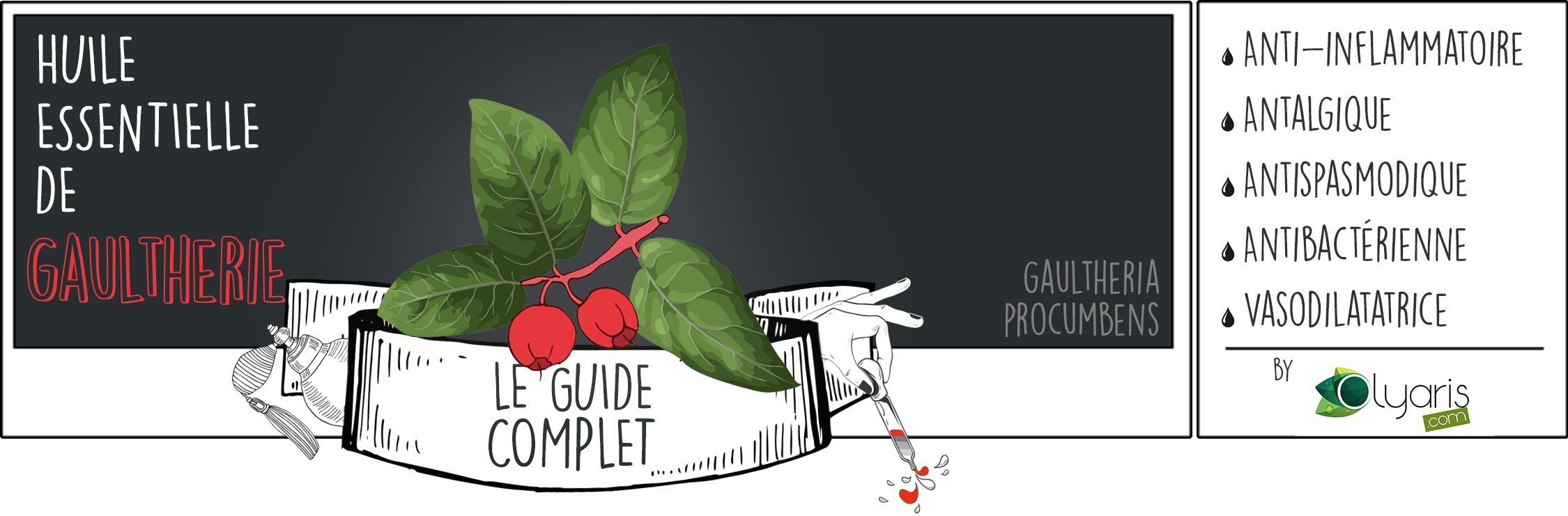 Huile Essentielle de Gaulthérie : le Guide Complet par Olyaris